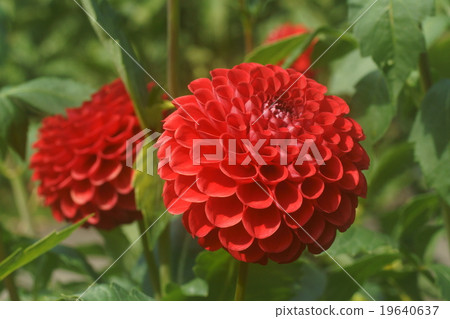 大麗花 大麗花 19640637