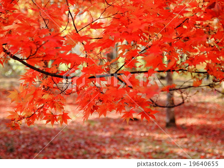 Autumn leaves background Fall 19640655