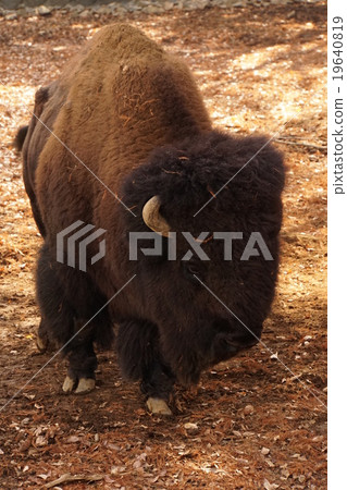 美洲野牛 美洲野牛 19640819