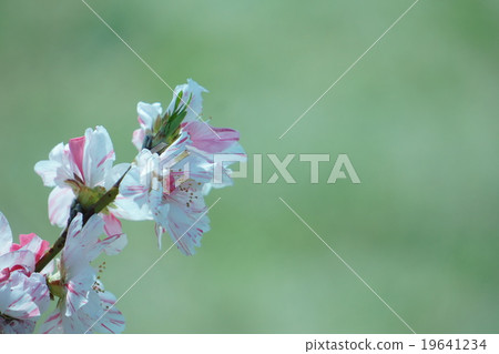 Hanamomo Hanamomo 19641234