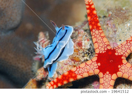 Starfish and sea cow 19641512