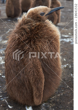 King Penguin Chick 19641532