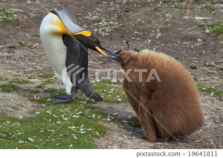 King Penguin with Hungry Chick 19641811