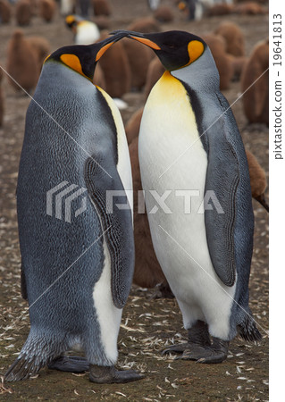 King Penguins at Volunteer Point  19641813