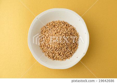 金芝麻金回來了 19642686