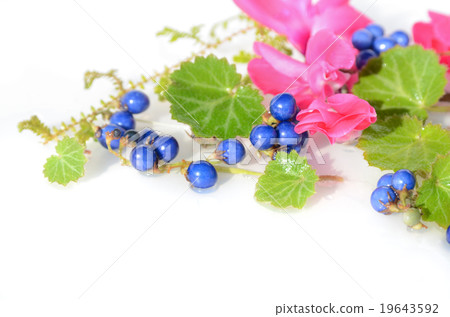 Arrangement of snake mustache 19643592