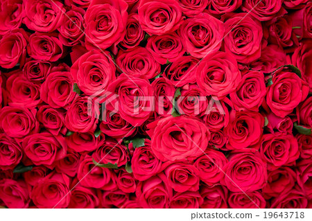 很多玫瑰 19643718