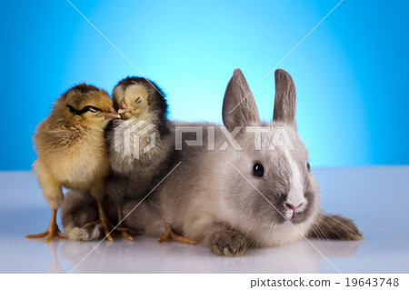 Happy Easter, Chick and bunny Happy Easter, Chick and bunny 19643748