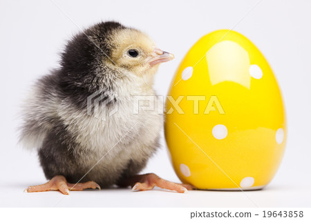 Easter animal, springtime colorful bright theme 19643858