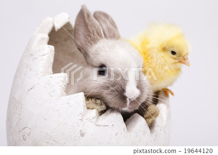 Easter Chick and bunny on table Easter Chick and bunny on table 19644120