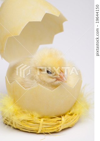 Baby chick, springtime colorful bright theme Baby chick, springtime colorful bright theme 19644150