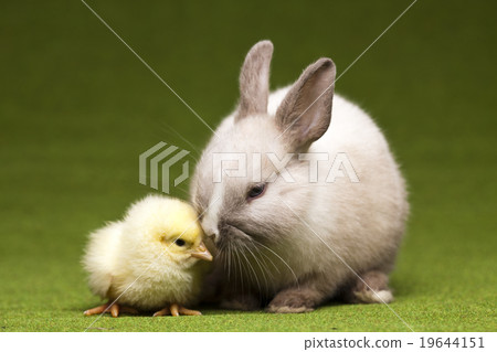 Bunny in grass, springtime colorful bright theme 19644151