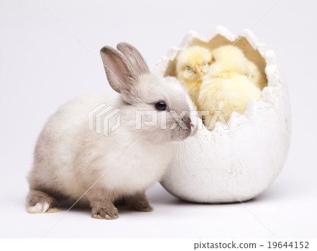 Easter Chick and bunny on table Easter Chick and bunny on table 19644152