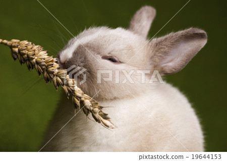 Baby bunny, springtime colorful bright theme Baby bunny, springtime colorful bright theme 19644153