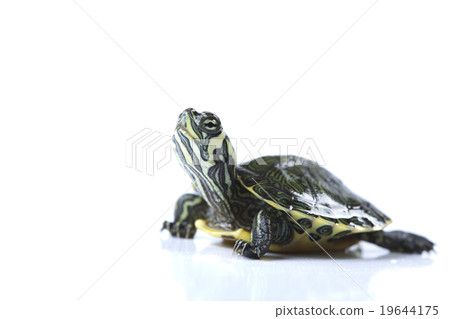 Slow turtle, egzotic natural tone concept 19644175