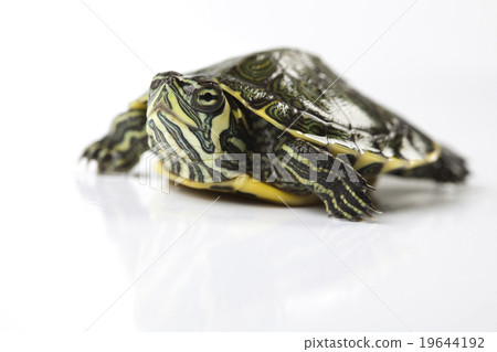 Tortoise, egzotic natural tone concept 19644192