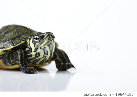 Tortoise, egzotic natural tone concept Tortoise, egzotic natural tone concept 19644195