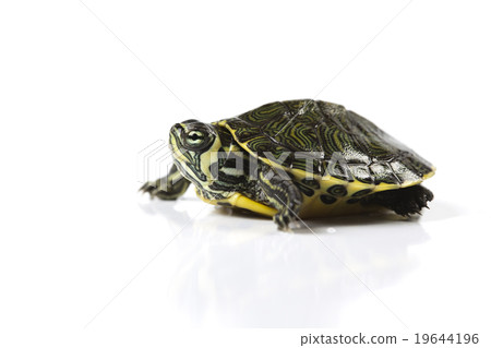 Tortoise, egzotic natural tone concept 19644196