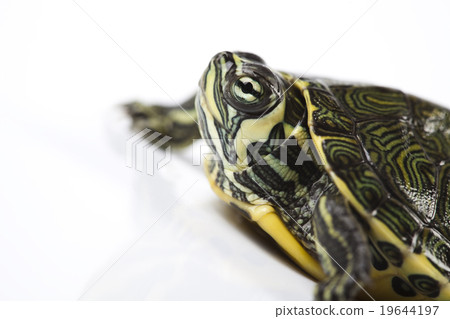 Tortoise, egzotic natural tone concept Tortoise, egzotic natural tone concept 19644197