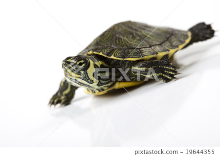 Turtle walking in front of a white background 19644355