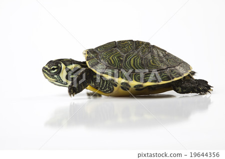 Turtle, egzotic natural tone concept 19644356