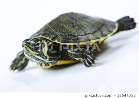 Turtle, egzotic natural tone concept 19644358
