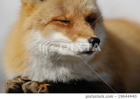 Kita fox Kita fox 19644440