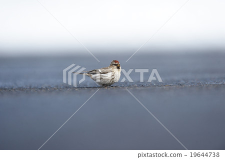 Benifiwa on the ground 19644738