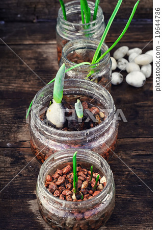 Spring sprouts in jars Spring sprouts in jars 19644786