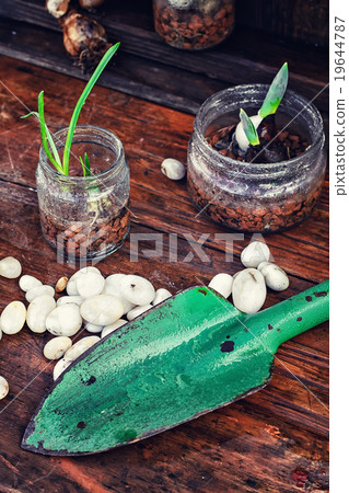Spring sprouts in jars Spring sprouts in jars 19644787