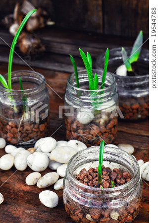 Spring sprouts in jars Spring sprouts in jars 19644788
