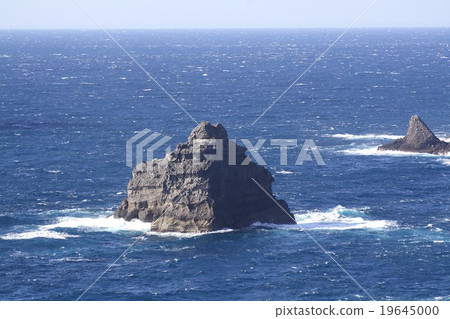 伊豆半島Iroazaki的珊瑚礁 19645000