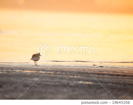 一隻日落鳥 19645208
