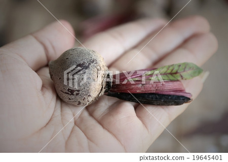 fresh beetroot small size 19645401