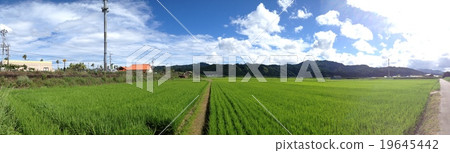 Summer countryside Summer countryside 19645442