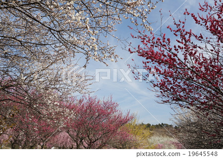 Red plum and white plum 19645548