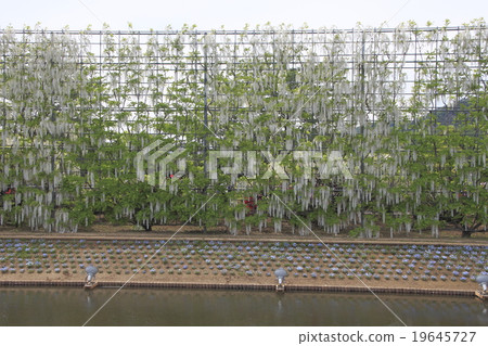 足利花公園紫藤花 足利花公園紫藤花 19645727