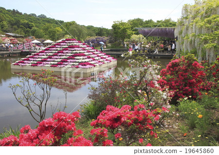 足利花卉公園的奧托和杜鵑花 19645860