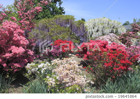 足利花卉公園的奧托和杜鵑花 19645864