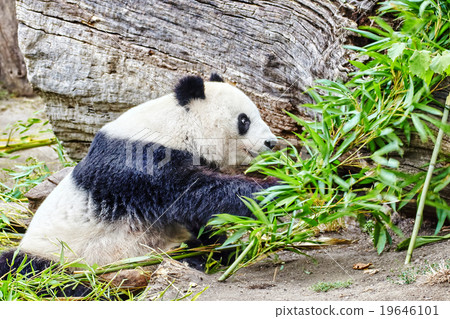 Cute bear panda actively chew a green sprout. Cute bear panda actively chew a green sprout. 19646101