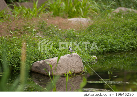 Hakusekirei 19646250