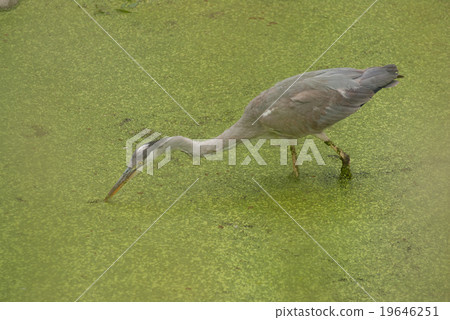 淡路幼鳥 19646251