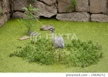 淡路幼鳥 19646252