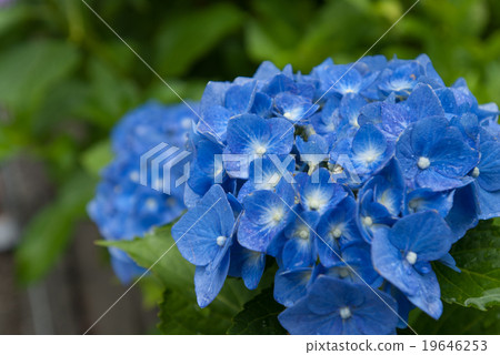 Mimurodoji繡球花園 19646253