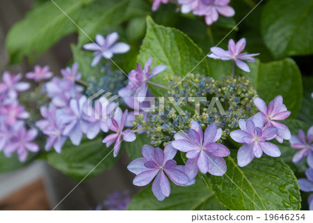 Mimurodoji繡球花園 19646254