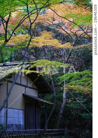 橫濱Sankeien花園在秋天 19646309