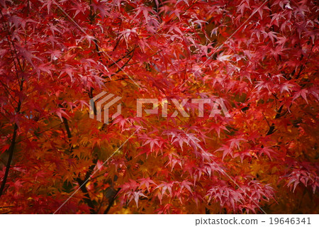 橫濱Sankei en Garden的秋葉 19646341