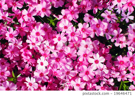 薄荷櫻桃樹 薄荷櫻桃樹 19646471