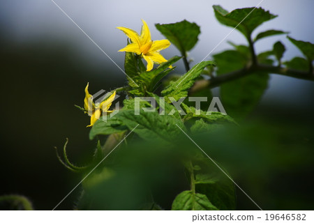 Tomato flowers Tomato flowers 19646582