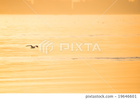 黃昏景觀和飛翔的鳥兒 19646601